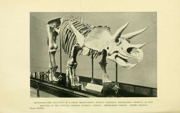 Image of Triceratops prorsus (Marsh 1890)