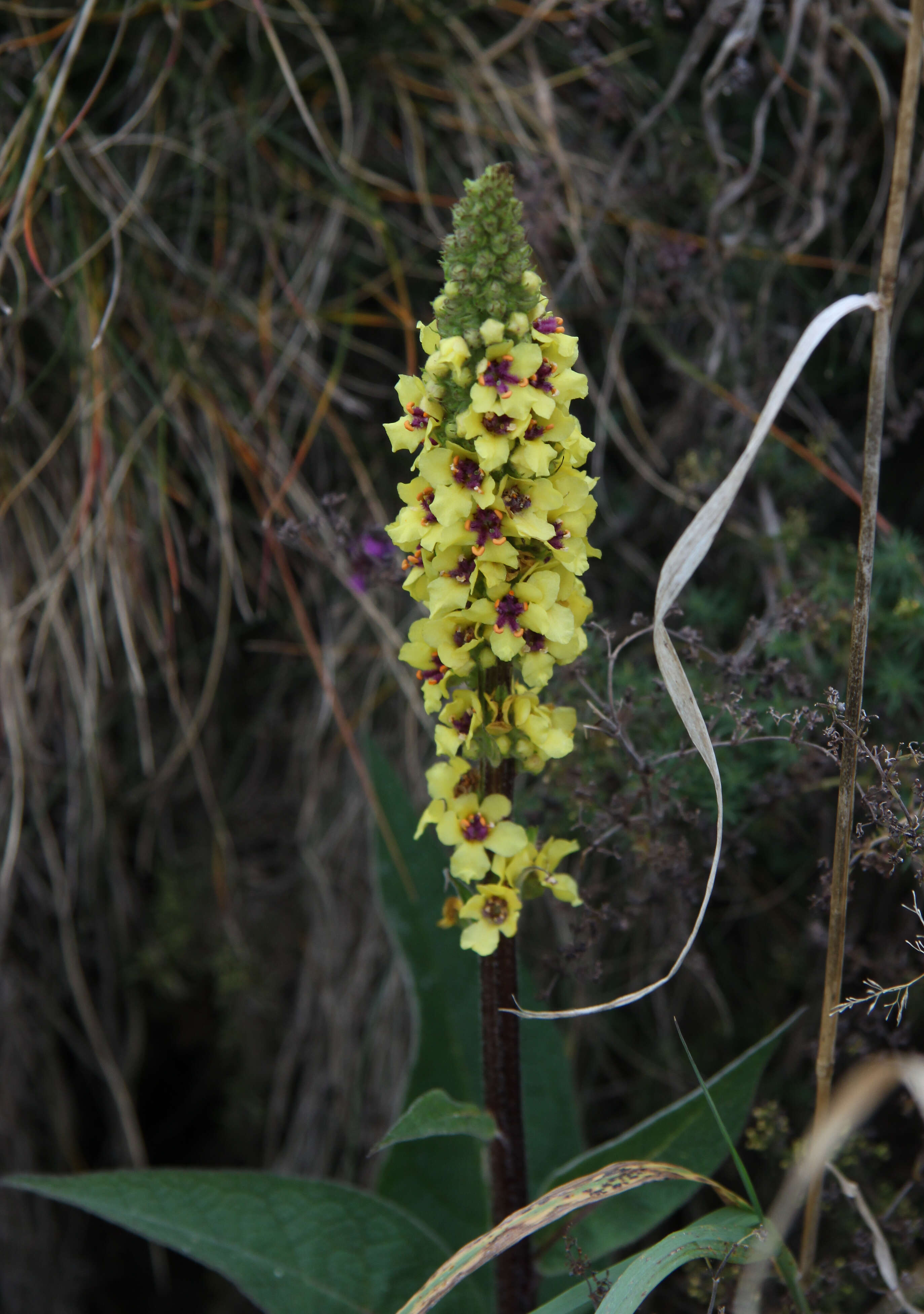 Verbascum nigrum L. resmi