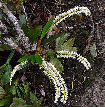 Image of Hay-scented orchid