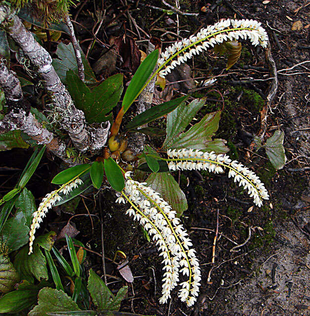 Image of Dendrochilum