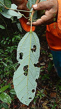 Image of Pterygota brasiliensis F. Allem.