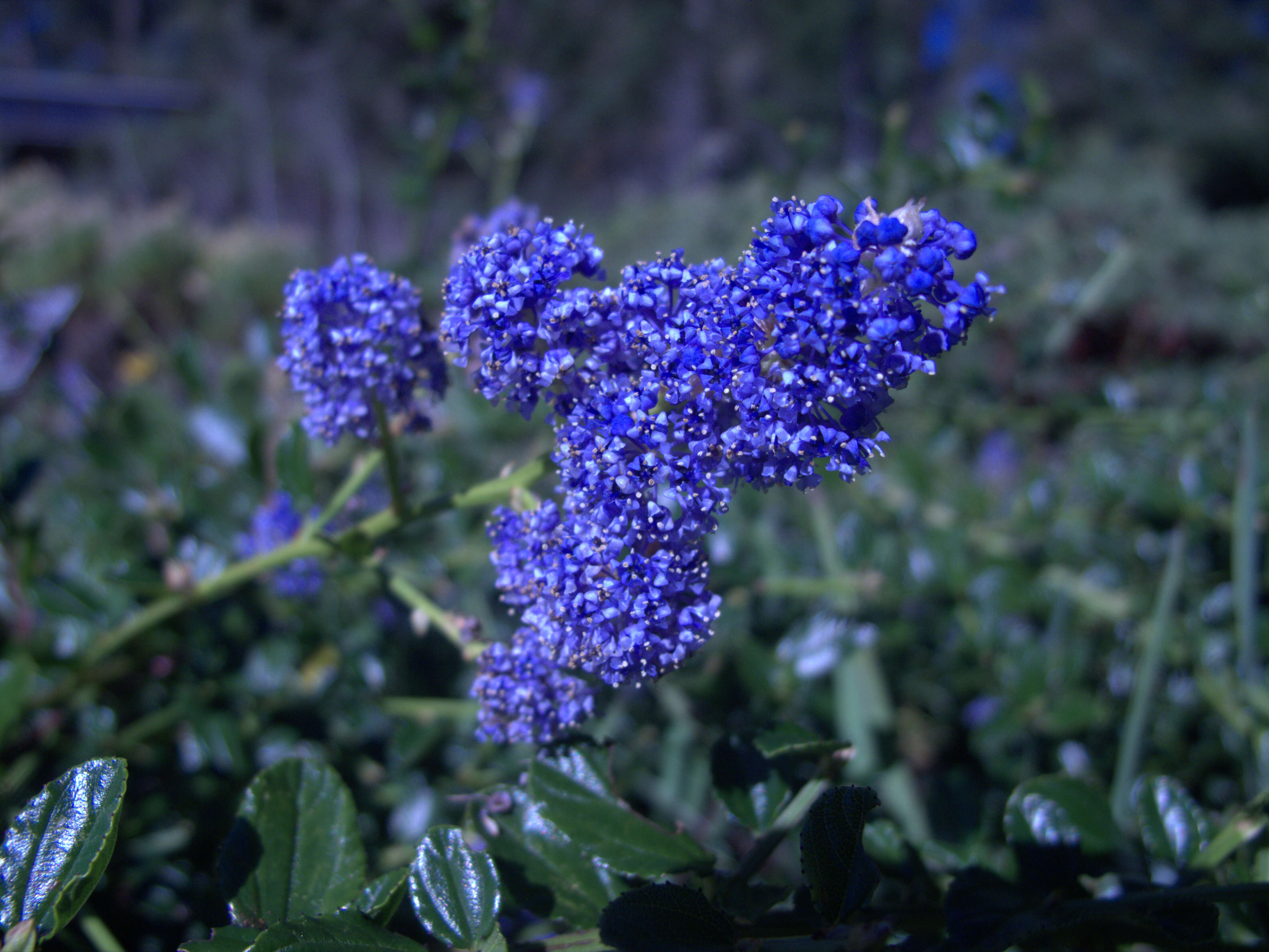 Image of ceanothus