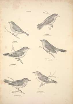 Image of Acanthiza Vigors & Horsfield 1827