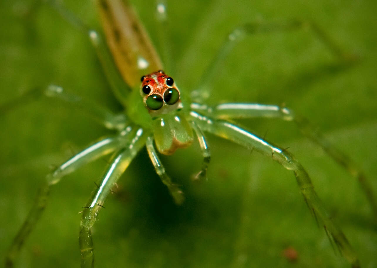 Image of Translucent Green Jumpers