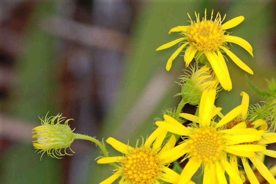 Image of scrubland goldenaster