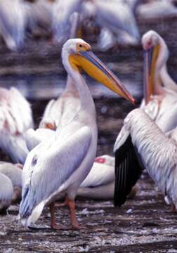 Image of Great White Pelican