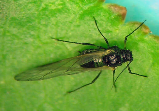 Image of Short-beaked clover aphid