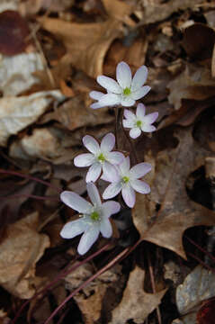 Image of hepatica