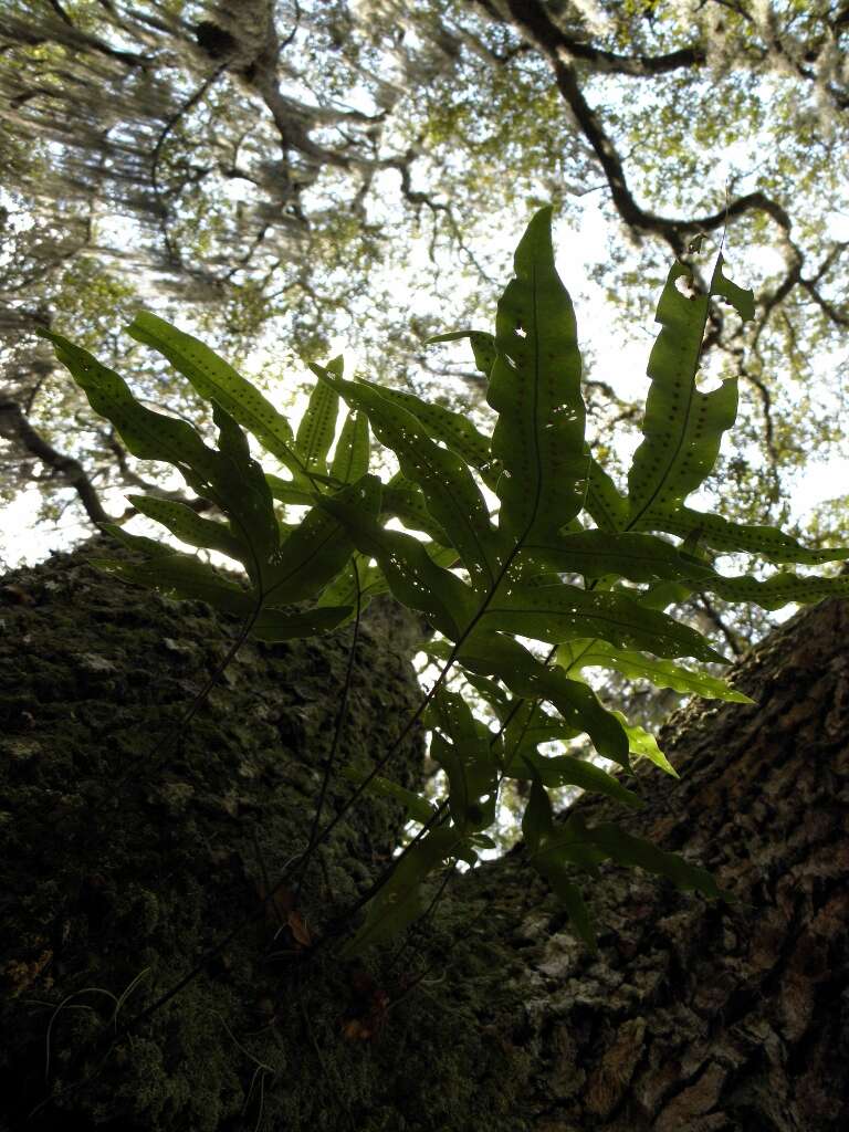 Image of golden polypody