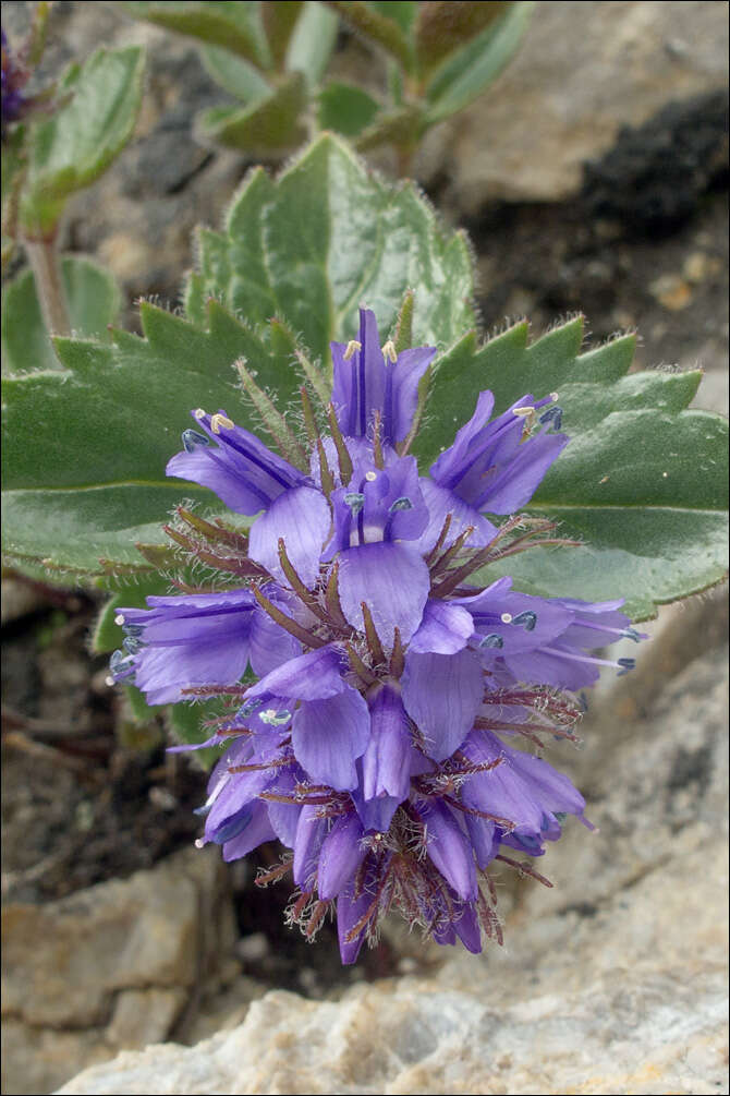 Image of Paederota bonarota (L.) L.