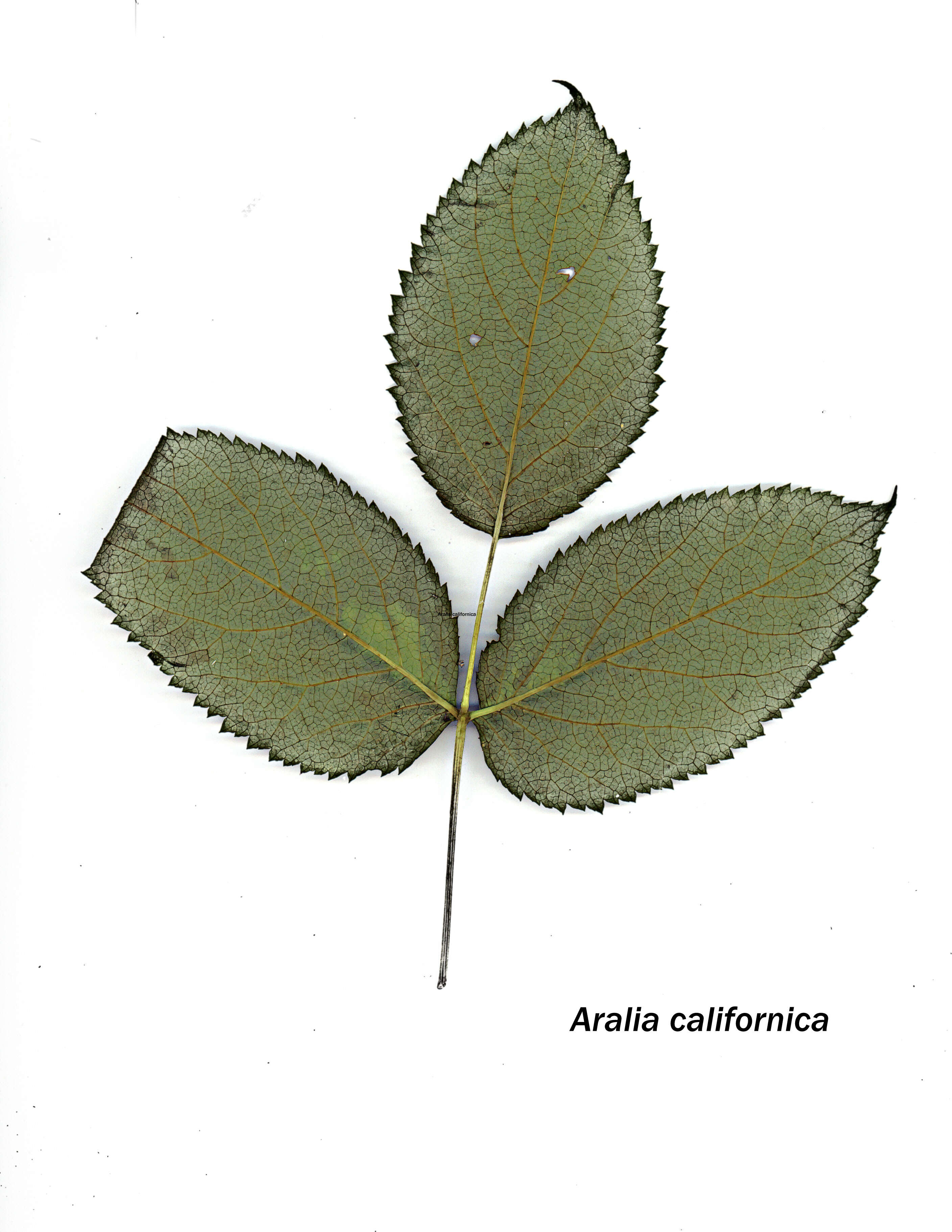 Image of California spikenard