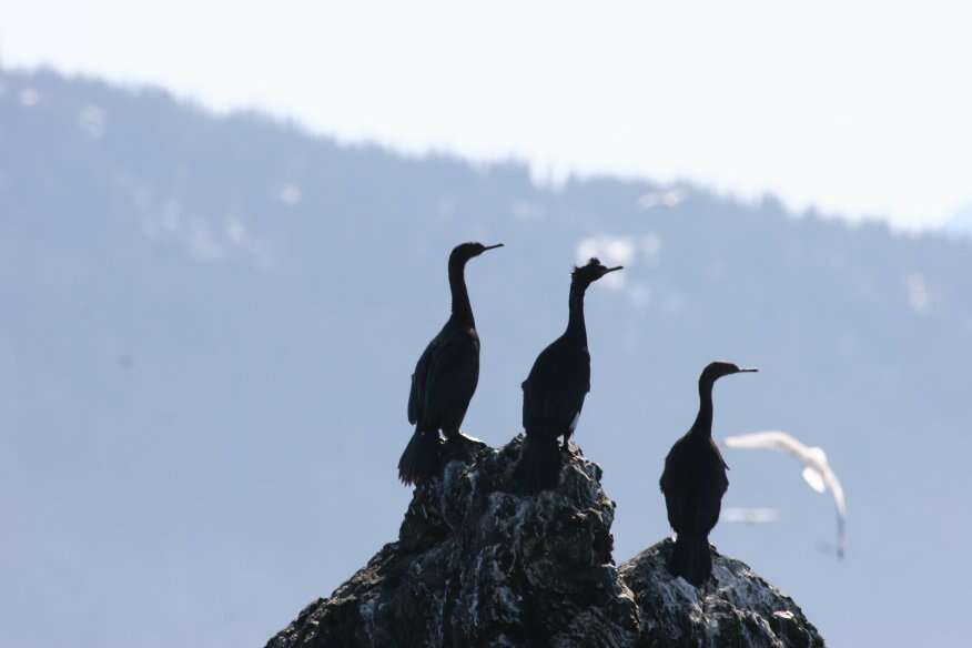 Image of cormorants