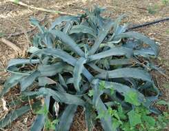 Agave gypsophila Gentry resmi