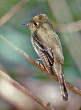 Image of Pacific-slope Flycatcher