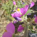 Image of thicket globemallow