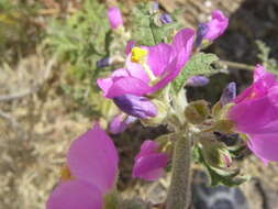 Image of Fendler's globemallow