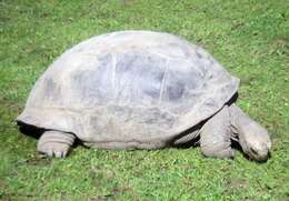 Image of Typical Tortoises