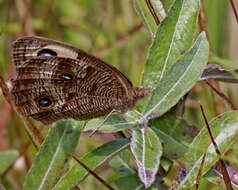 Image of Common Wood Nymph