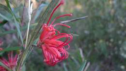 Image of Grevillea oleoides Sieber ex Schult.