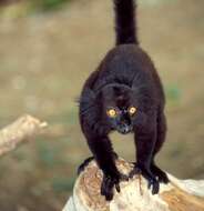 Image of Black Lemur