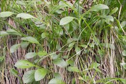 Silene nutans L. resmi