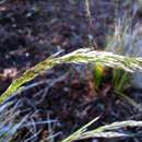 Image of Hawaii Alpine Hair Grass