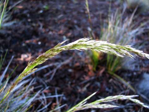 صورة Deschampsia nubigena Hillebr.