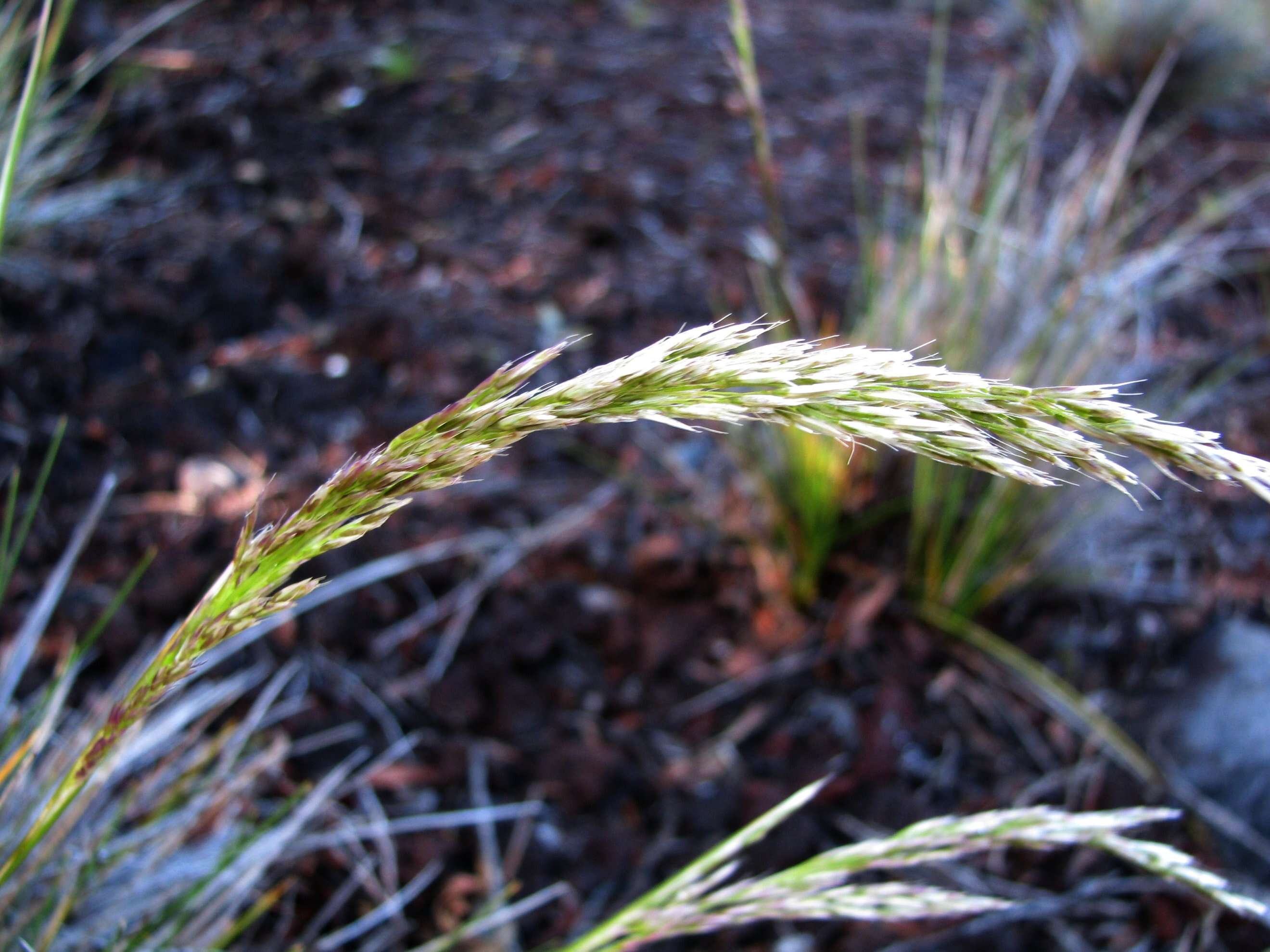 صورة Deschampsia nubigena Hillebr.