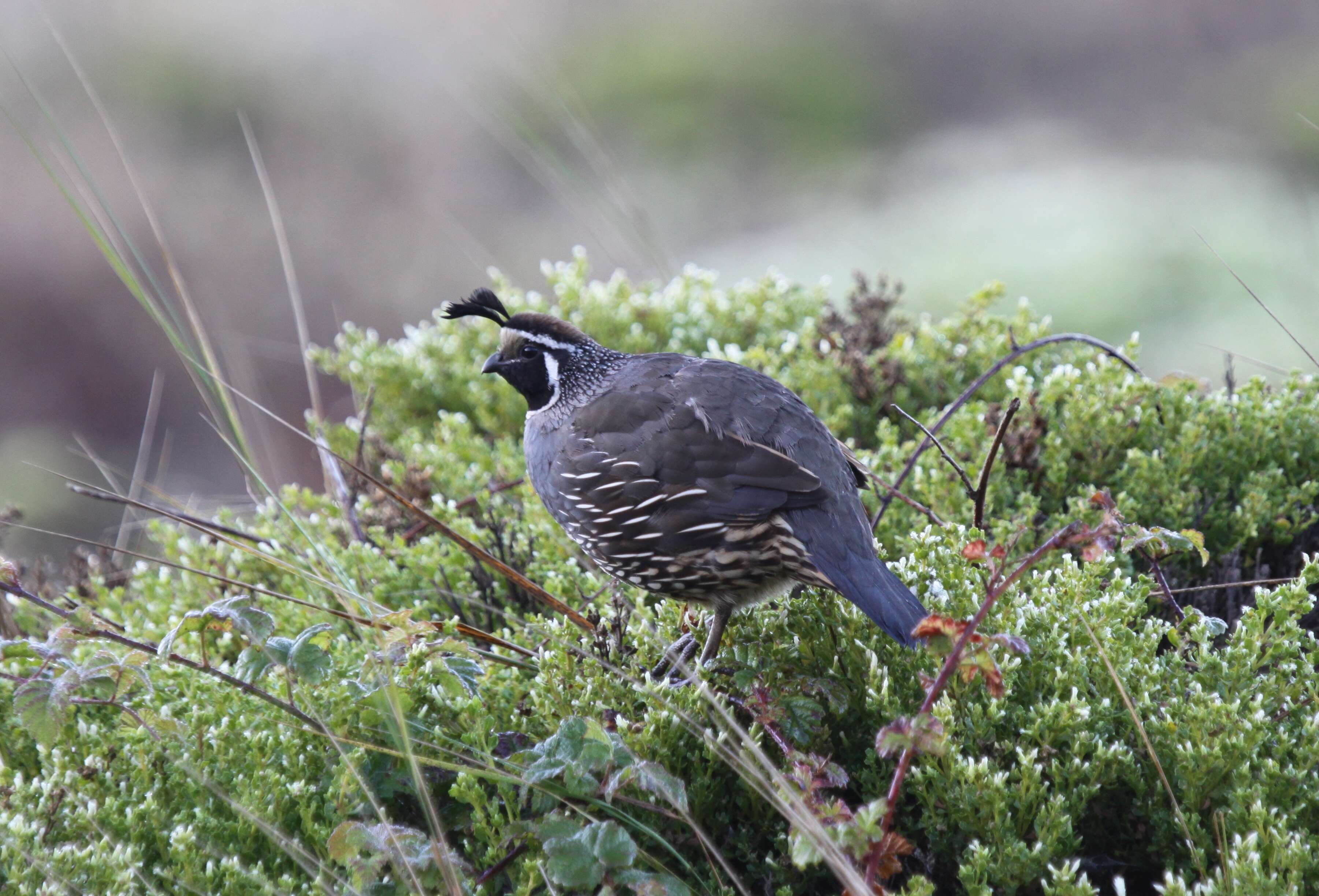 Image of Callipepla Wagler 1832