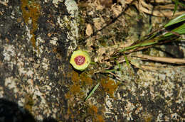 Image of Ficus abelii Miq.