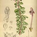 Imagem de Thorncroftia longiflora N. E. Br.