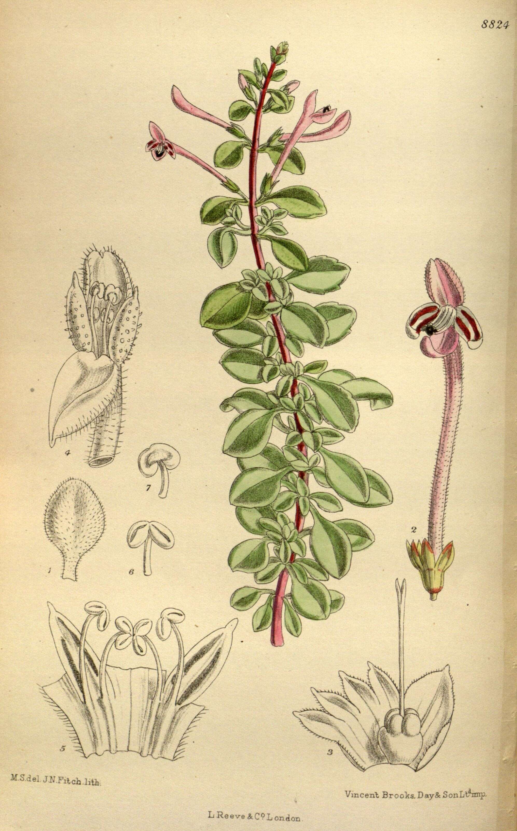 Image of Thorncroftia