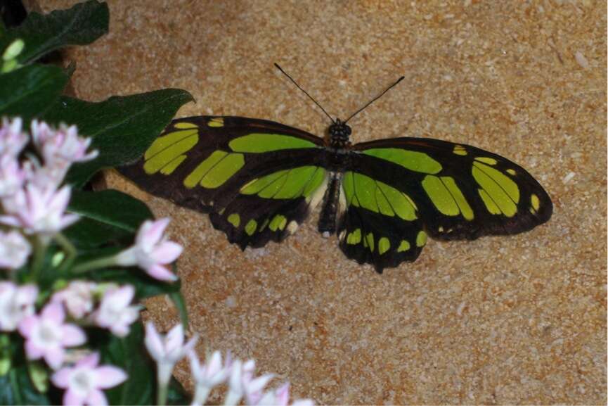 Image of dido longwing