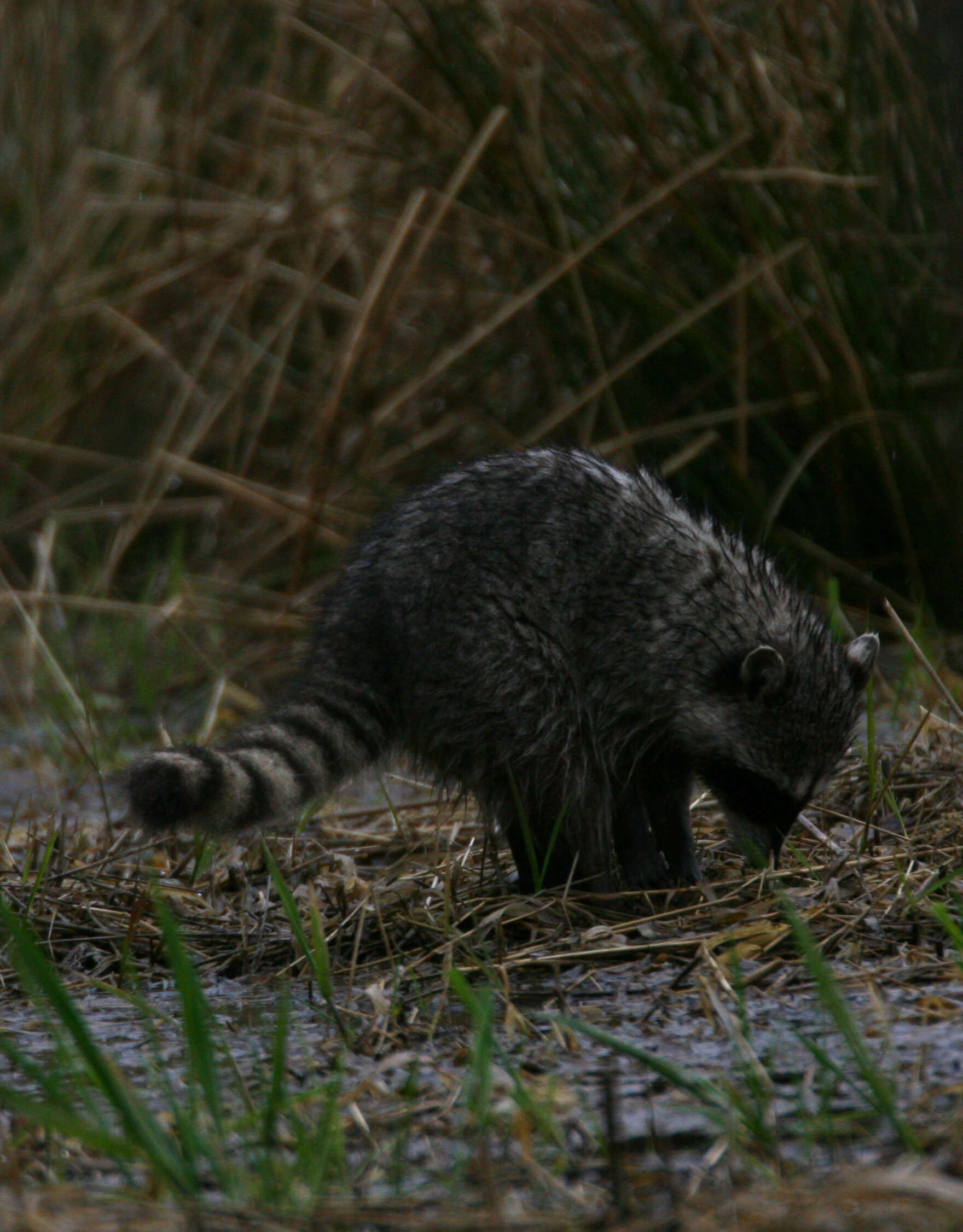 Image of raccoons