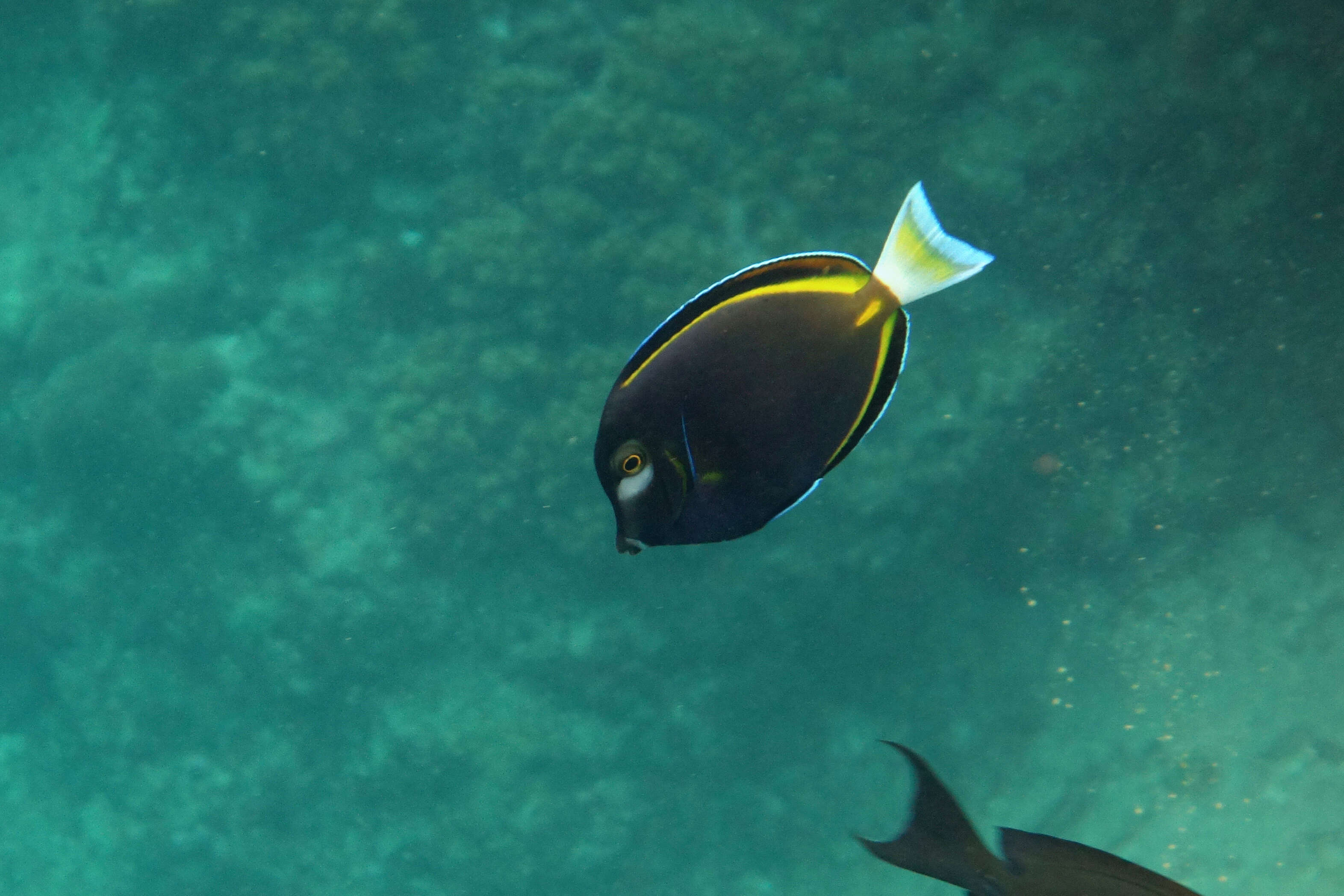 Image of Black Surgeonfish