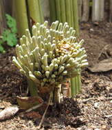 Image of Sansevieria fischeri (Baker) Marais