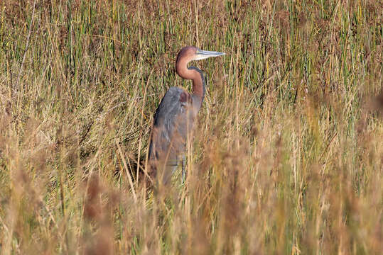 Image of Goliath Heron