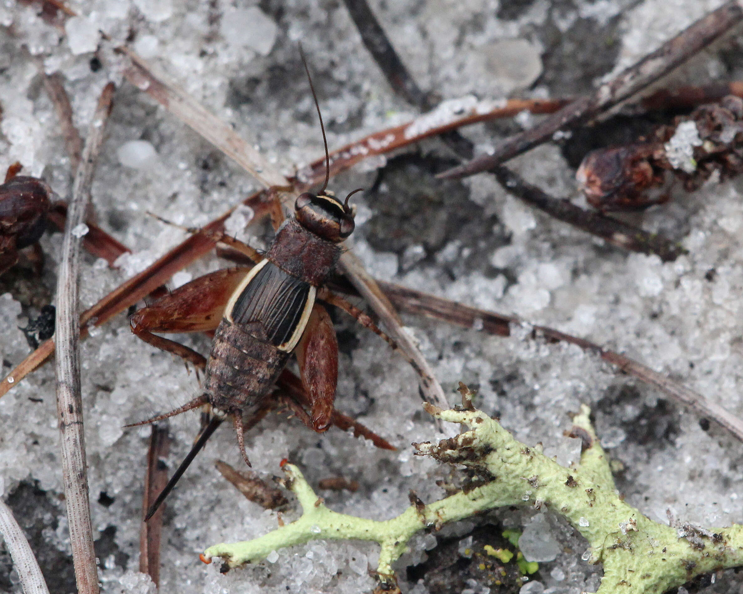 Image de Pictonemobius