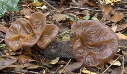 Image of ear fungus