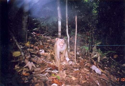 Image of Pig-Tail Macaque