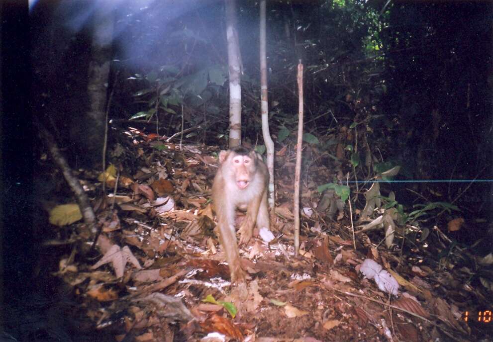 Image of macaques