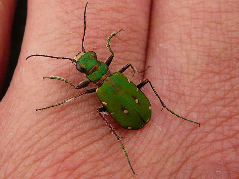 Image de Cicindela