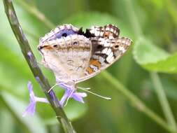 Plancia ëd Junonia orithya Linnaeus 1764