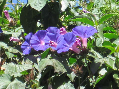 Image of Beach moonflower