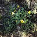 Image of Balsamorhiza sagitatta