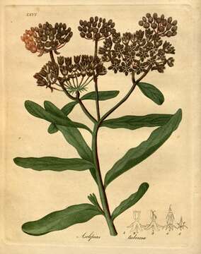 Image of milkweed