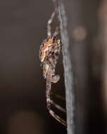 Imagem de Argiope mascordi Levi 1983