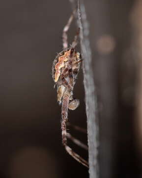 Image of Argiope mascordi Levi 1983