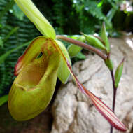 Image of Tropical Slipper Orchids