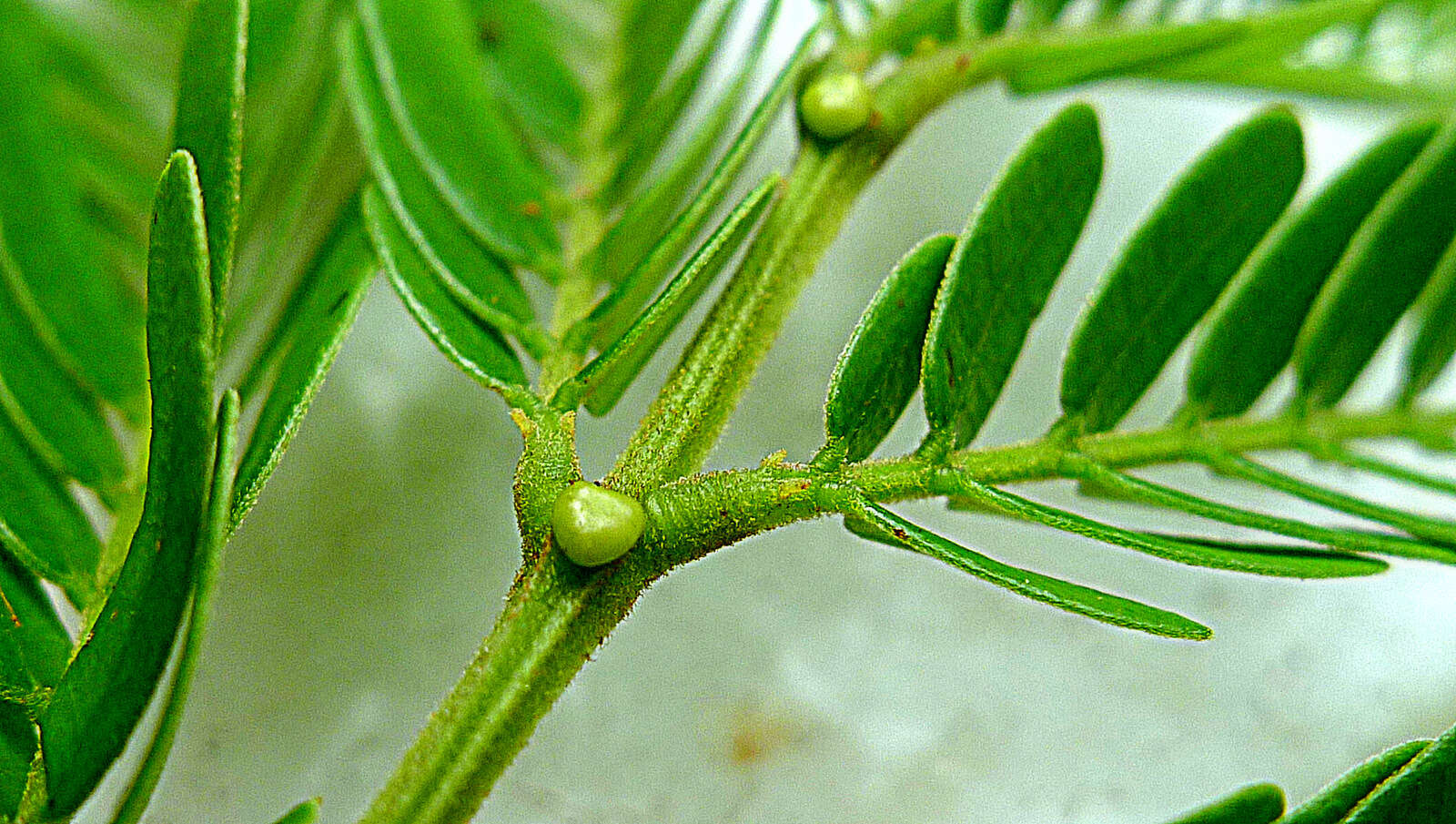 Image de Albizia pedicellaris (Dc.) L. Rico